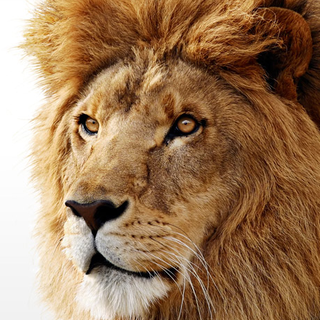 mac-os-lion.png